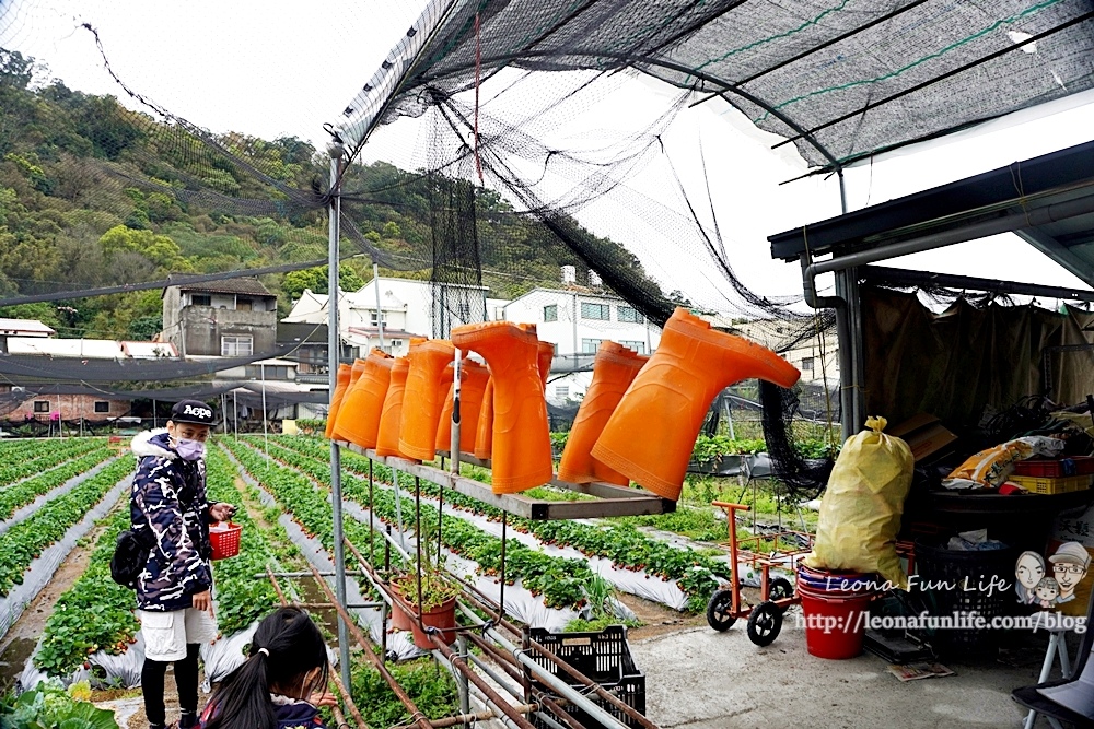 泰安舊站草莓園賞櫻趴落羽松也能順道體驗採草莓、黃金小番茄泰安派出所正對面 台中親子遊行程DSC073101.JPG