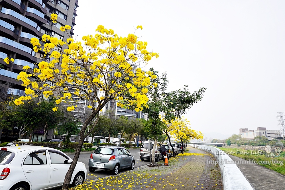 台中太平/北屯三大公園賞黃花風鈴木地點分享懶人包，把握花季趕