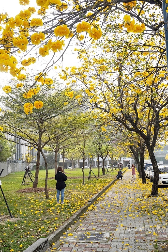 台中太平/北屯三大公園賞黃花風鈴木地點分享懶人包，把握花季趕