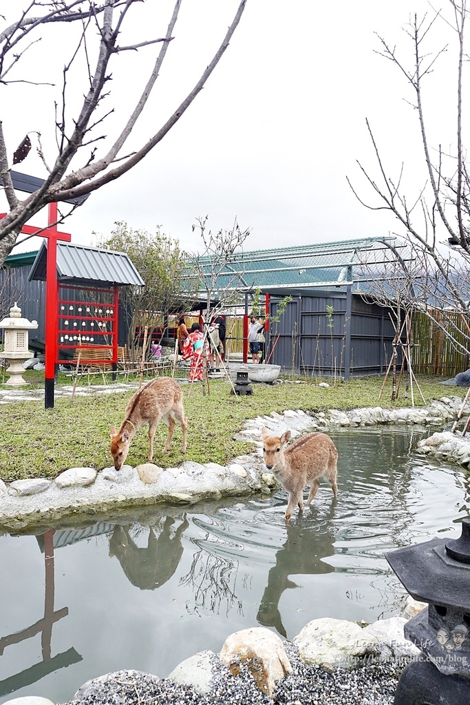 花蓮親子景點張家的樹園餵浣熊梅花鹿小白兔，門票可抵$100消費，日式庭園搭配免費和服體驗好好拍DSC04215-21.jpg