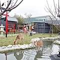 花蓮親子景點張家的樹園餵浣熊梅花鹿小白兔，門票可抵$100消費，日式庭園搭配免費和服體驗好好拍DSC04215-21.jpg