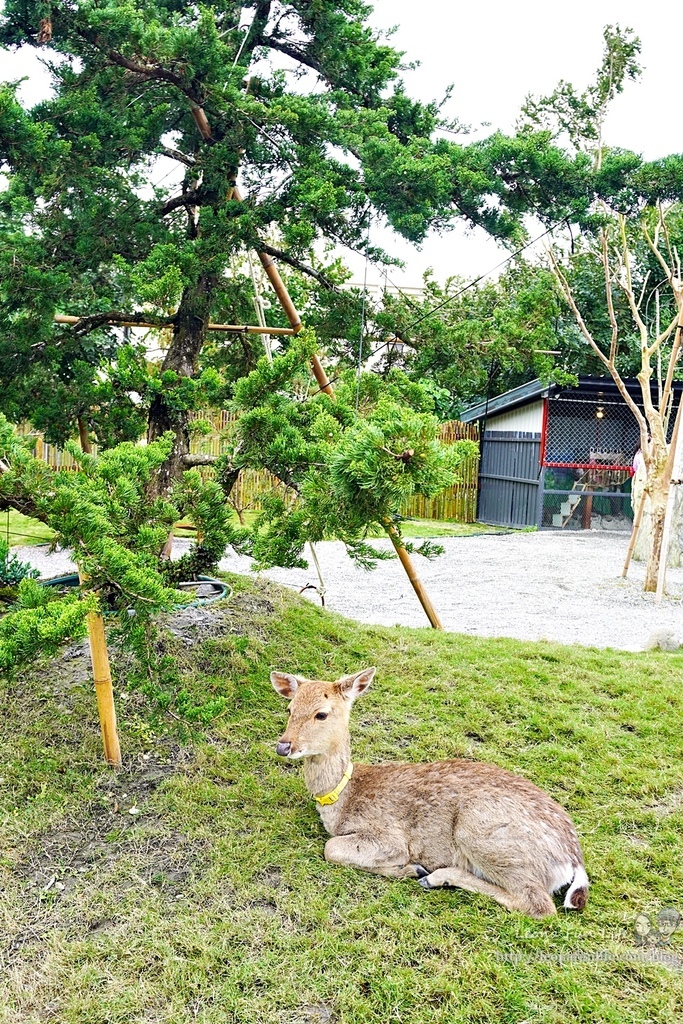 花蓮親子景點張家的樹園餵浣熊梅花鹿小白兔，門票可抵$100消費，日式庭園搭配免費和服體驗好好拍DSC04230-21.jpg