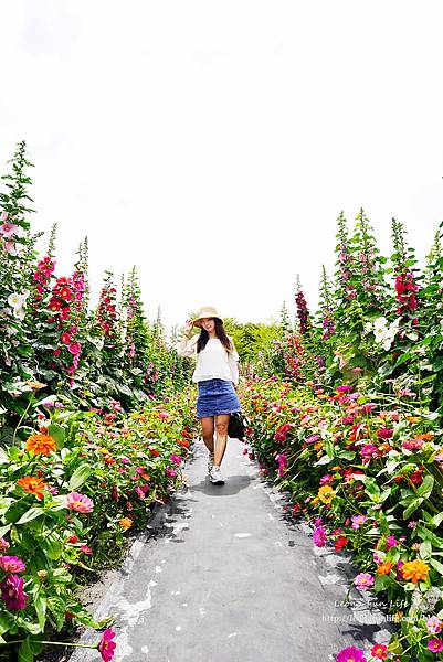 彰化員林蜀葵花DSC08619-2.jpg
