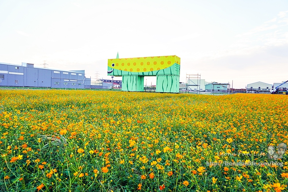 台中活動景點花現龍井玻斯菊花海leonaDSC06666-2.jpg