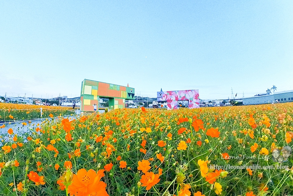 台中活動景點花現龍井玻斯菊花海leonaIMG_20221105_081508_596-2.jpg