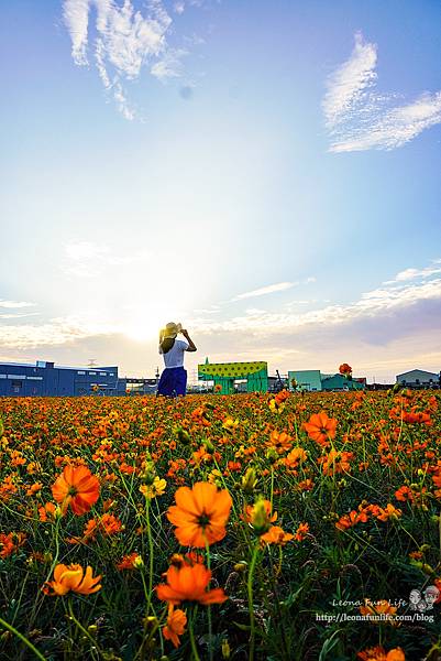 台中活動景點花現龍井玻斯菊花海leonaDSC06657-2_副本.jpg