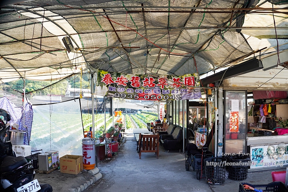 台中景點活動2023 泰安櫻花季採草莓DSC06737-2.jpg