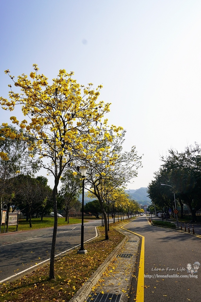 台中賞花坪林公園黃花風鈴木DSC06958-23.jpg