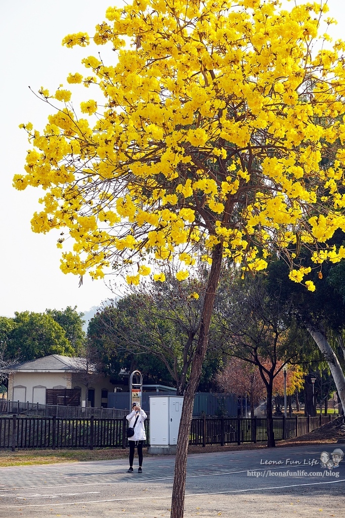 台中賞花坪林公園黃花風鈴木DSC06953-2.jpg