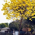 台中賞花坪林公園黃花風鈴木DSC06953-2.jpg