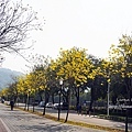 台中賞花坪林公園黃花風鈴木DSC06967-23.jpg