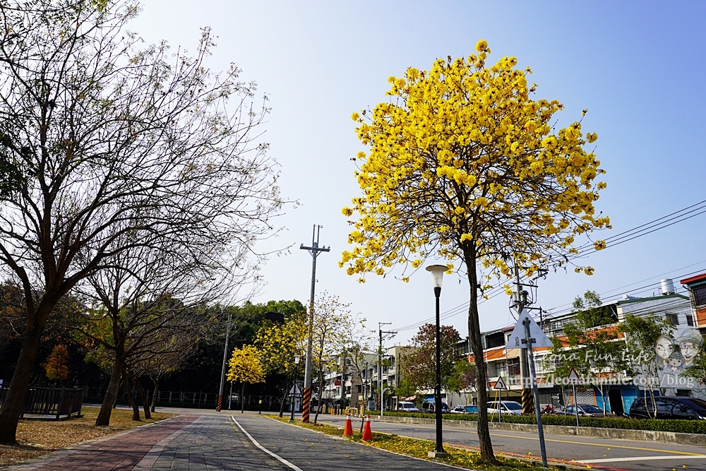 台中賞花坪林公園黃花風鈴木DSC06974-2.jpg