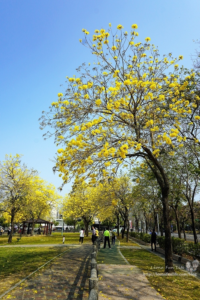 台中賞花坪林公園黃花風鈴木DSC06990-2.jpg