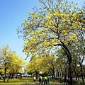 台中賞花坪林公園黃花風鈴木DSC06990-2.jpg