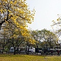 台中賞花坪林公園黃花風鈴木DSC06998-2.jpg