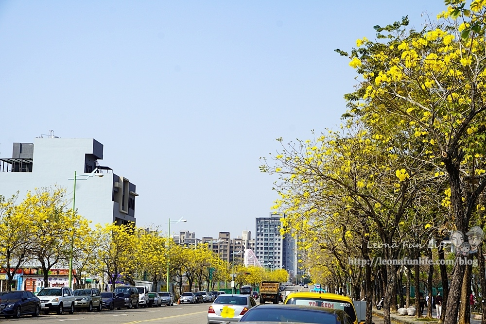 台中賞花坪林公園黃花風鈴木DSC07077-2.jpg