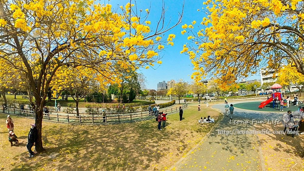 台中賞花坪林公園黃花風鈴木IMG_20230302_134907_762-2.jpg