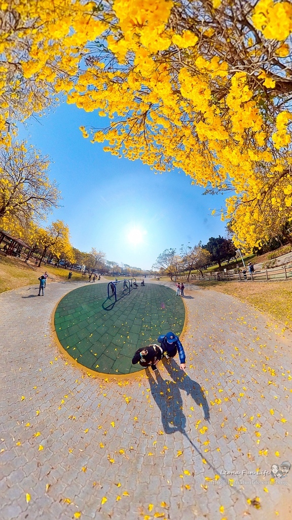 台中賞花坪林公園黃花風鈴木IMG_20230302_135103_009-2.jpg