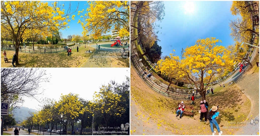 台中太平/北屯三大公園賞黃花風鈴木地點分享懶人包，把握花季趕