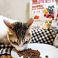 貓咪飼料推薦無敵貓糧DSC09439-3.jpg