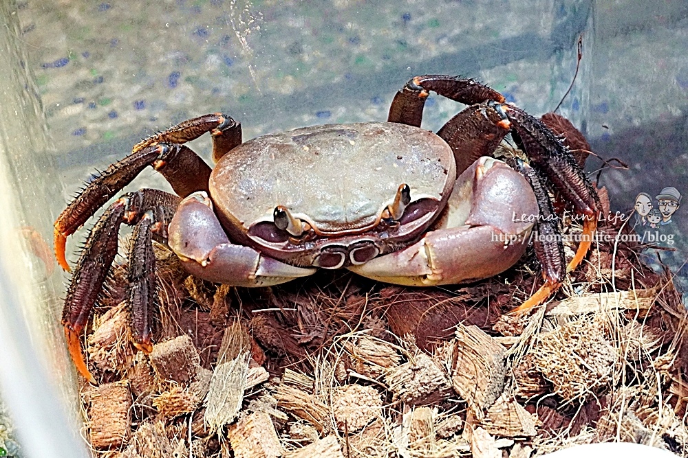 台中親子豪華露營區|蟬說：夕陽漫漫-賞高美濕地夕陽，一泊二食