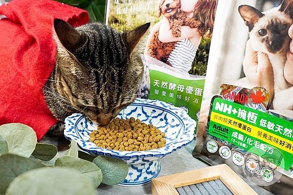 貓咪飼料推薦NH+擁恆寵糧 環保替代蛋白DSC03178-2.jpg