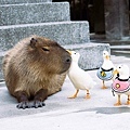 萌寵餵食5.JPG