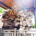 台中活動木醋達人東勢林業園區推廣活動DSC03356-2.jpg