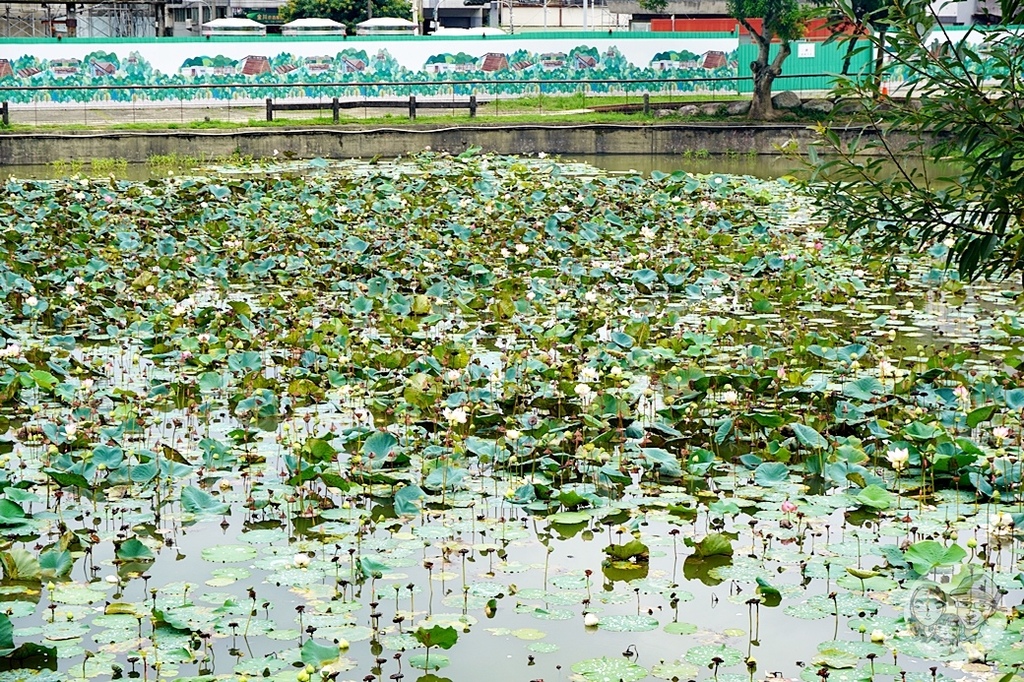 台中活動木醋達人東勢林業園區推廣活動DSC03411.JPG