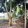 台中景點新社水頭神木意德廟福德正神DSC08554-2.jpg