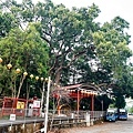 台中景點新社水頭神木意德廟福德正神DSC08586-2.jpg
