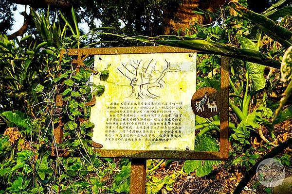 台中景點新社夢幻湖雙翠潭水尾神木DSC08548-2.jpg
