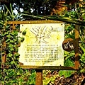 台中景點新社夢幻湖雙翠潭水尾神木DSC08548-2.jpg