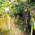 台中景點新社夢幻湖雙翠潭水尾神木DSC08551-2.jpg