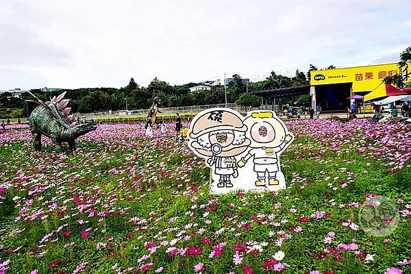 苗栗銅鑼活動杭菊芋頭菊內人DSC00449-2.jpg