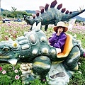 苗栗銅鑼活動杭菊芋頭菊內人DSC00455-2.jpg
