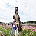苗栗銅鑼活動杭菊芋頭菊內人DSC00457-2_副本.jpg