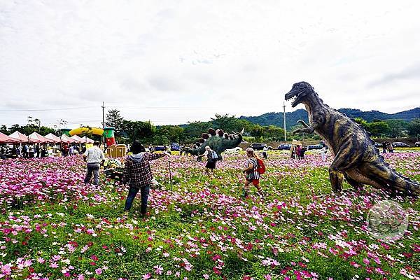 苗栗銅鑼活動杭菊芋頭菊內人DSC00458-2.jpg