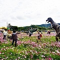 苗栗銅鑼活動杭菊芋頭菊內人DSC00458-2.jpg