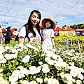苗栗銅鑼活動杭菊芋頭菊內人DSC00472-3_副本.jpg
