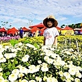 苗栗銅鑼活動杭菊芋頭菊內人DSC00471-3.jpg