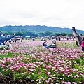 苗栗銅鑼活動杭菊芋頭菊內人DSC00551-2.jpg