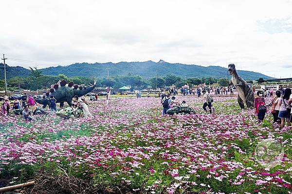 苗栗銅鑼活動杭菊芋頭菊內人DSC00550-2.jpg