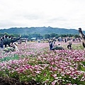 苗栗銅鑼活動杭菊芋頭菊內人DSC00550-2.jpg