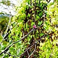 台中甜點OS山中靜靜露營DSC00157-2.jpg