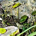 台中甜點OS山中靜靜露營DSC00095-2.jpg