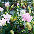 台中景點中社花海DSC05054-3-horz.jpg