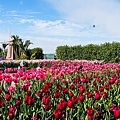 台中景點中社花海DSC04818-3.jpg