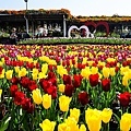 台中景點中社花海DSC04843-3.jpg