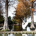 台中景點中社花海DSC04962-3.jpg